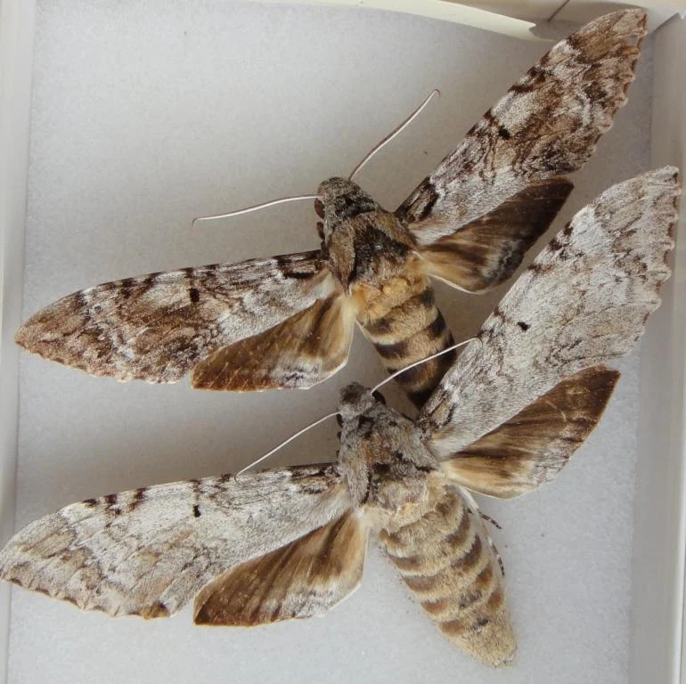 Moths — The Department of Environment and Natural Resources